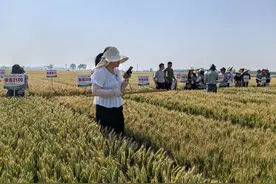 第八届黄淮麦区小麦新品种地展大会开幕图片