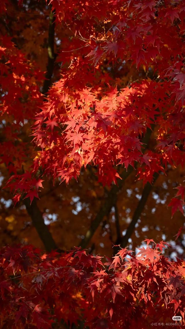 临沂这抹红，醉了秋日山水