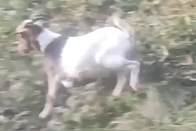 安徽安庆 社恐小羊被消防员救出后秒溜走图片