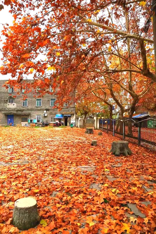 落叶有情!让汉中的秋天再“飞”一会 →