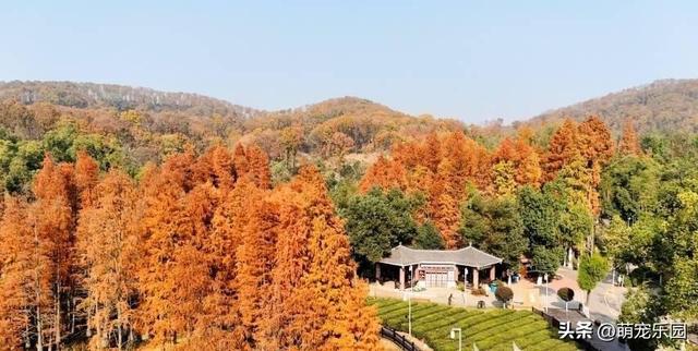 走进蔡甸九真山，池杉变色如调色盘，城市烦躁瞬间消解