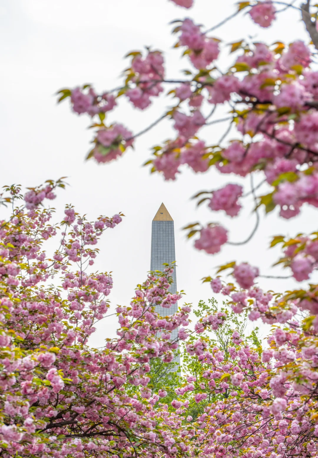 成都赏樱天花板！免费、4A景区、1h直达，本周末盛开期直接冲！