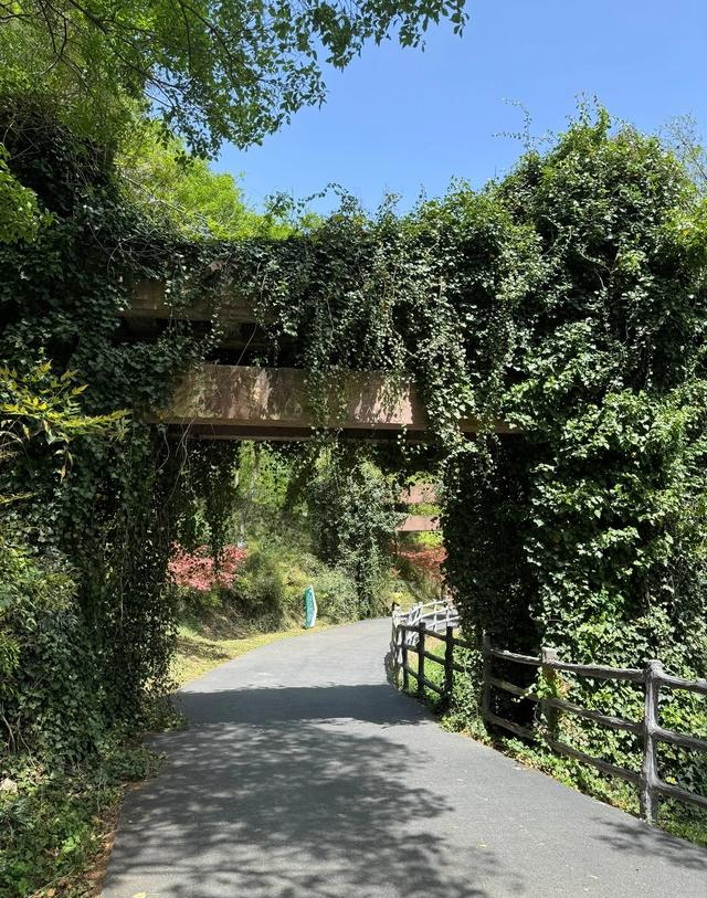 华东超大 “天然氧吧” 免费开放！南京这个森林公园藏不住了