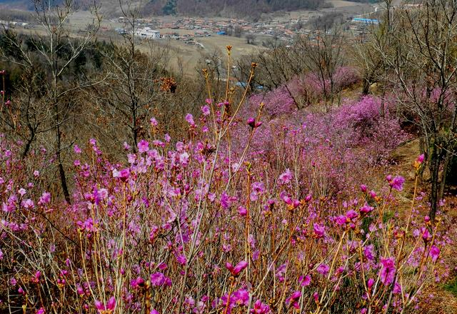 闻名省内外的“本溪地区最大的野生映山红花海”即将迎来观赏季