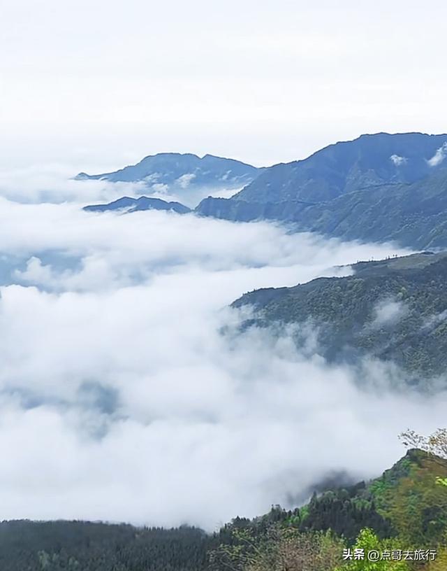 四川又一高山杜鹃惊艳了，刚好进盛花期，云海中的花园，非常唯美