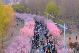 十里樱花醉金徽，不负春光不负卿～盛开的樱花岛随手一拍就是大片！图片