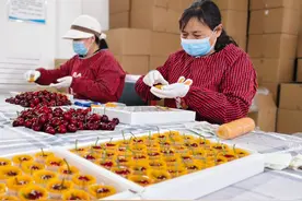 三农风采 | 铜川：大樱桃上演“接力赛” 持续上市无空档图片