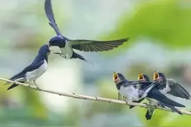 “最怕燕子三月晚归”，燕子晚归有啥说法？早看早防备图片