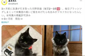 捡了一只脏猫，养了3个月后毛发变得超蓬松，网友：贵族公子啊图片