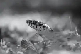 新中国成立后，先后发生四次特大蛇灾图片