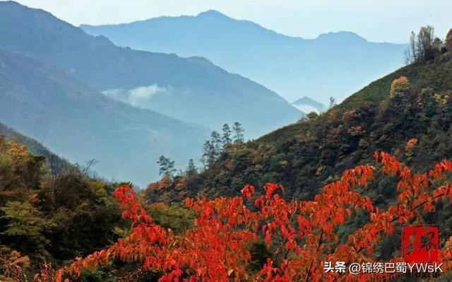 速约！平武彩林秘境进入最佳观赏期，就等你了