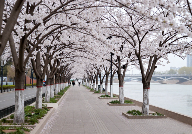 兰州又一条免费的滨水樱花长廊，全长约 900 米堪称金城春日顶流！