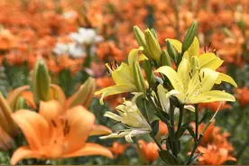 中药别名大全（一）图片