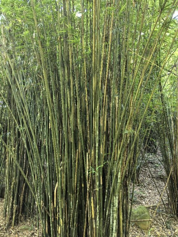 海南之行（之三）