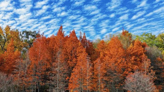 在大理,这个落叶像雪的季节