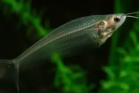 20种可以跟观赏虾进行混养的鱼类，不要再随便把虾放鱼缸里了图片