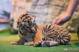 江苏女子捡到一只“小猫”，带回家当宠物养，2个月后发现是老虎图片