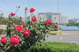 寻美薛城丨打卡“花”式烂漫！月季花开扮靓城市街景！薛城“五一”等你来看“约”季花！图片