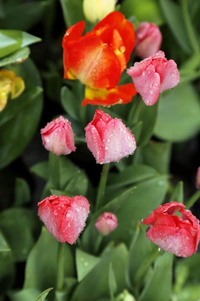 超值！植物园这片美人梅开men了