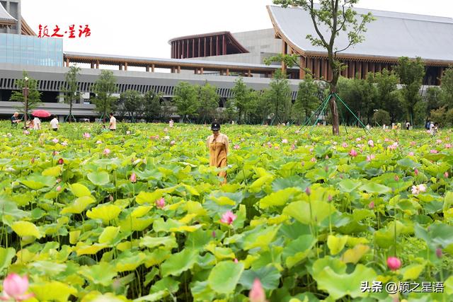 宁波新地标：辉煌的国际会议中心，为何出现一座断桥？