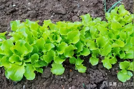 最适合夏天种植的小青菜，生长期短不生虫，种植和管理都很简单图片
