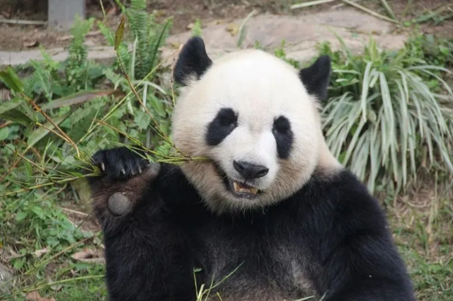 没有回旋余地，中国下令直接收回，17万日本人泪奔，高市闯祸了！