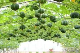 贝贝南瓜怎么种植和管理？学会这几点，一棵结瓜十几个没有问题图片