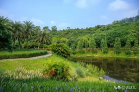 深圳龙华的极品绿道-与自然相拥，将烦恼抛之脑后图片