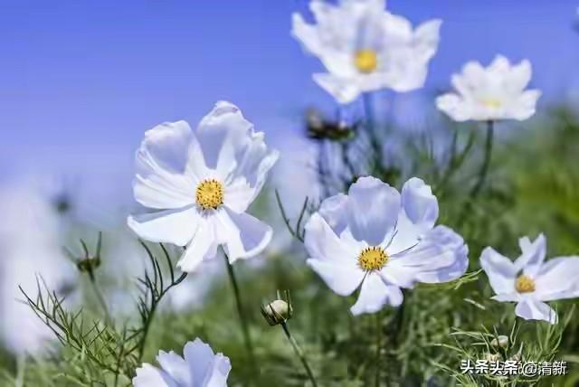 真心喜欢，真心爱，就不要怕付出