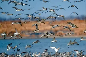 上海亲子家庭量身定制的盐城三日自驾攻略图片