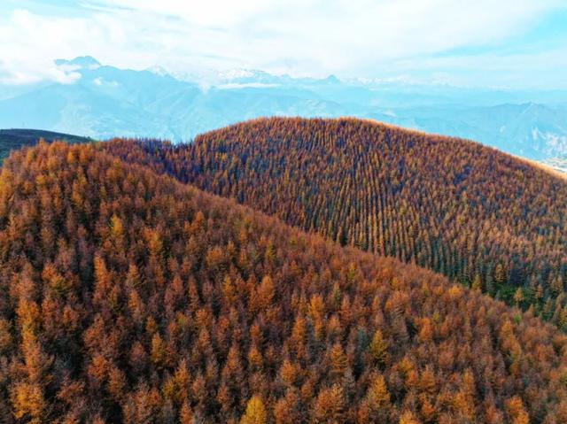 毛羽山，万亩松林鎏金。