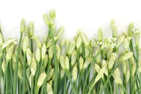 九月韭花儿香图片