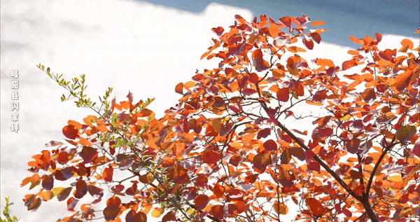 立冬别“猫冬”！来略阳赴一场红叶的约会！🤳