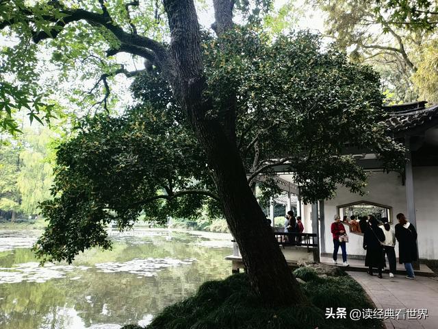 杭州植物园的菊花展——一场关于菊花的饕餮盛宴（一）