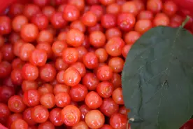 西山的樱桃采摘正当时，50家樱桃园电话给您整理好了，请查收～图片