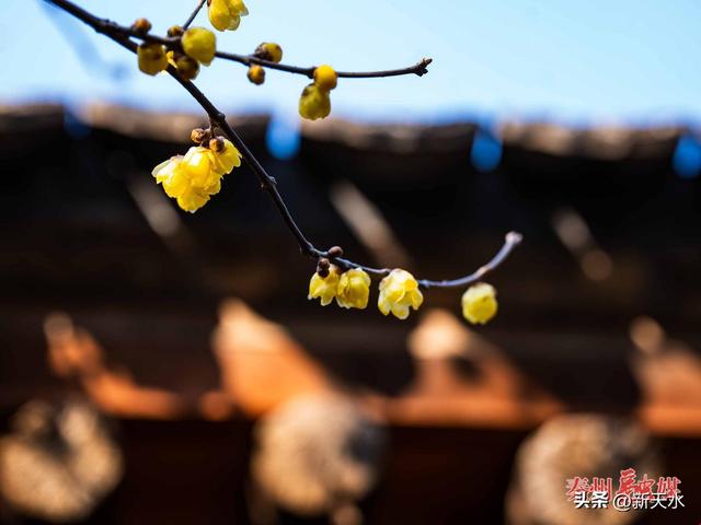 秦州：古宅腊梅灿 暗香沁心脾