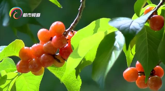 我不信你不心动！蓝花楹、泥石流赛车、华晨宇演唱会→这个五一假期昆明“玩场”太多了！