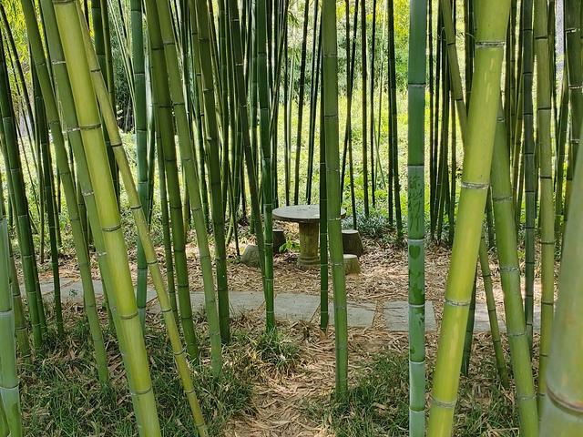 竹的脊骨