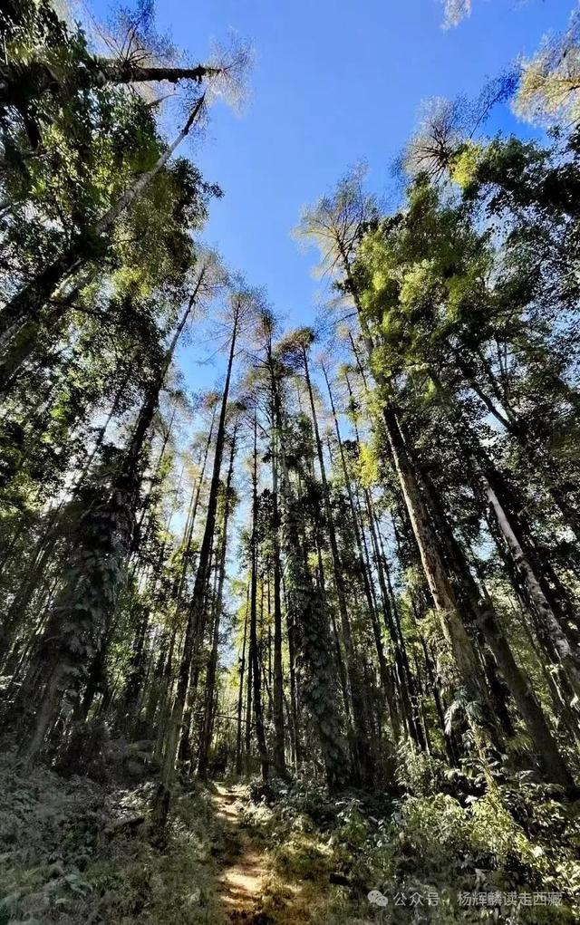 林芝•墨脱，聂拉藏布风光美，一年四季都散发着芬郁的芳香
