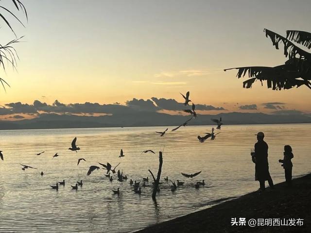 鸥了鸥了，红嘴鸥大部队即将抵达！这些小众“鸥”遇点千万别错过
