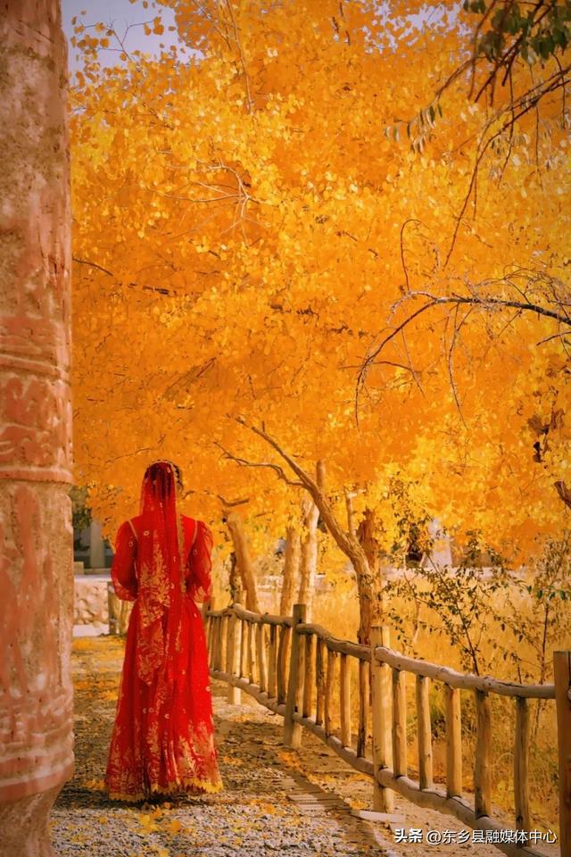 胡杨：边塞秋景里的绚烂