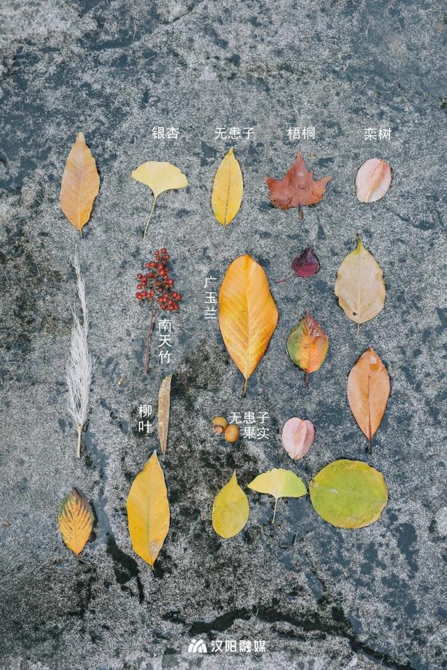 汉阳的秋天也太会了，“捡秋”比赏秋更上瘾