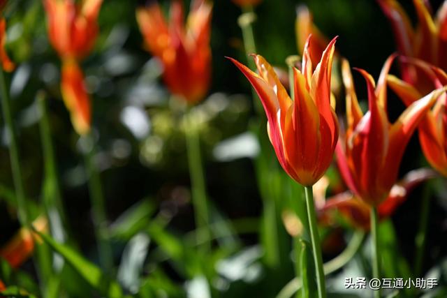 腾龙28-75mm F/2.8 Di III VXD G2 镜头评测——可靠的高性价比之选