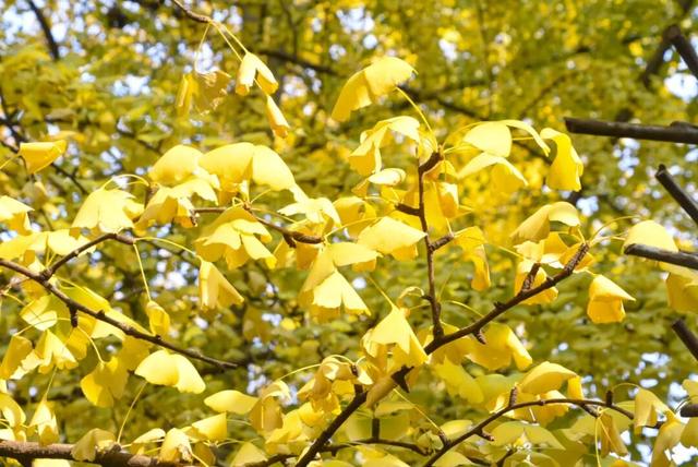“顶流”来啦！“杏”福浓度超标→