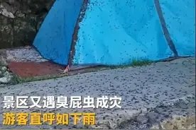 “上山嘴都不敢张”，知名5A级景区被曝臭屁虫成灾“如下雨”，工作人员回应：无毒，若接触“弹飞即可”图片