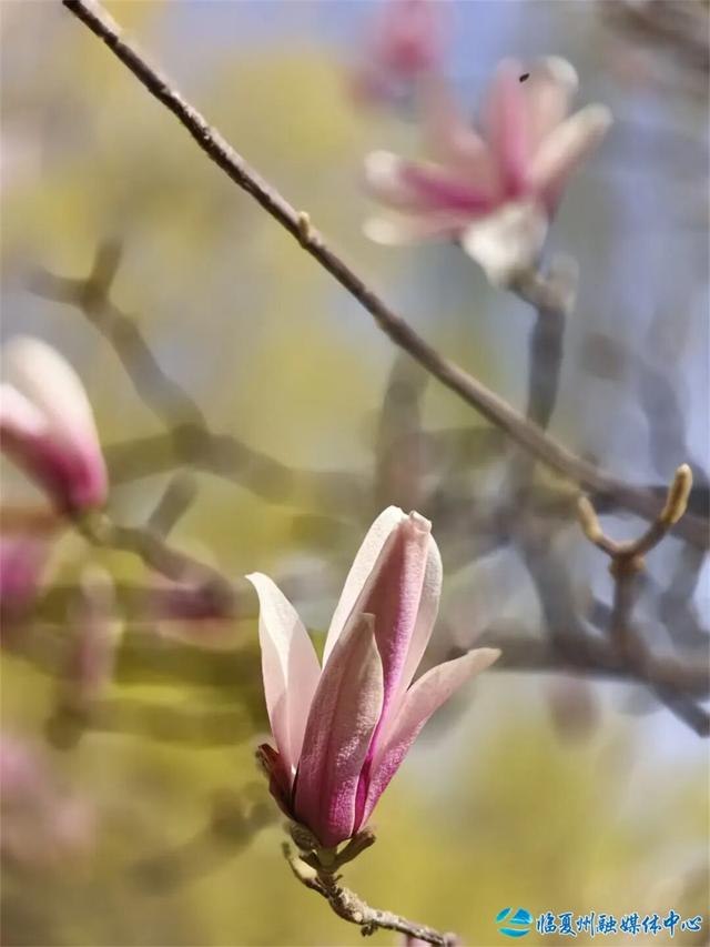 玉兰开时，赴一场春日之约