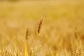 芒种丨你还记得农忙假吗？图片