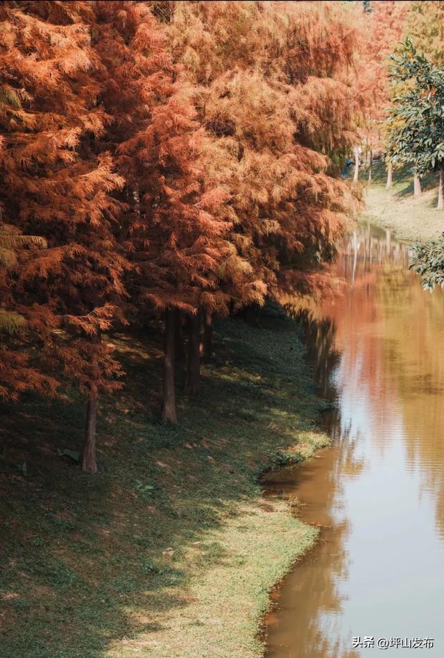 “都市栗人” 指南:坪山寻景品咖、暖过秋冬