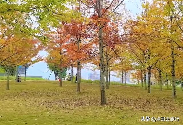 成都最美的枫叶公园，已惊艳上线，都不要门票，地铁公交车直达！