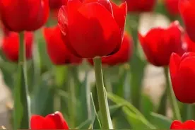 美景看过来！郑州最全赏郁金香攻略请收好~图片